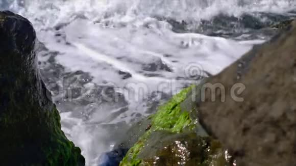 特写镜头冲浪海岸上长满藻类的石头慢动作视频的预览图