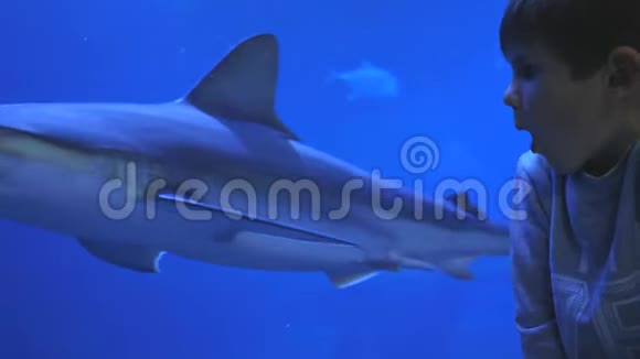 好奇的男孩羡慕地看着漂浮在蓝色海水中的鲨鱼视频的预览图