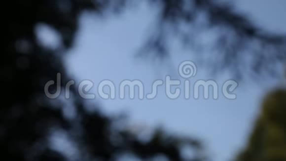 从某棵松树的树冠上看到蓝天视频的预览图
