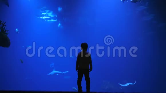 好奇的小男孩摸着水族馆的玻璃鲨鱼和鱼在水里游来游去视频的预览图
