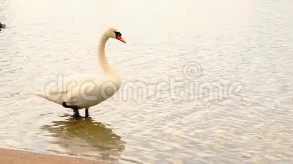 白天鹅在露天池塘的城市公园HD1920x1080视频的预览图