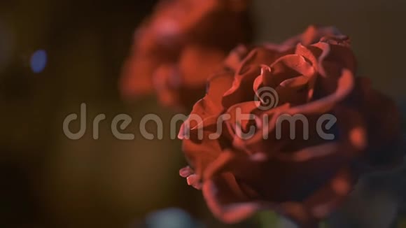 黑暗背景下的红玫瑰视频的预览图
