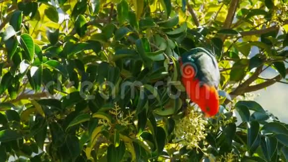 澳大利亚国王鹦鹉以花为食视频的预览图
