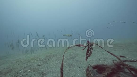 潜水者在海底的鱼和淹死的绳索中游泳视频的预览图