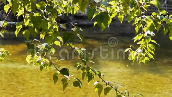 在约塞米蒂河畔的一棵树上的阳光视频的预览图