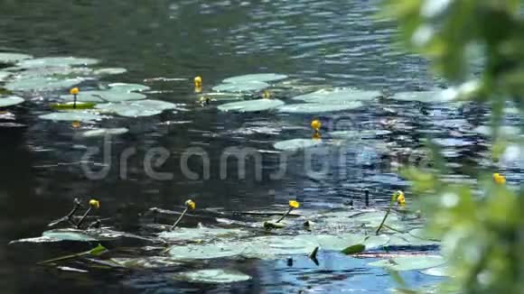 河上的黄色百合花视频的预览图