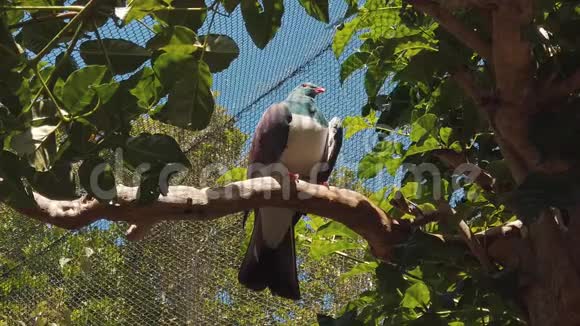 恢复中心的新西兰木鸽视频的预览图