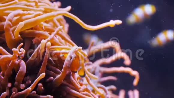 小丑鱼藏在海葵触手中视频的预览图