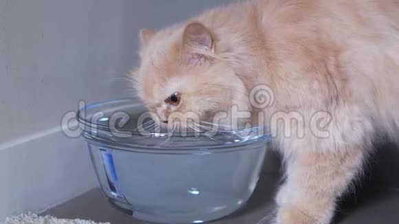 波斯猫饮水运动视频的预览图