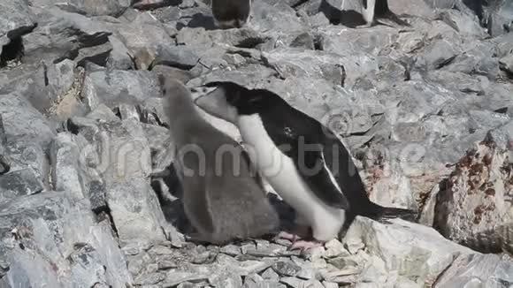 南极企鹅的成年和雏鸟它们坐在蚁群的巢里视频的预览图