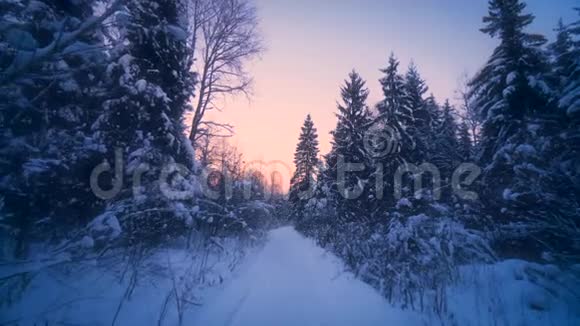 在日落时分被高大的冷杉环绕的冬林中POV缓缓向前移动视频的预览图