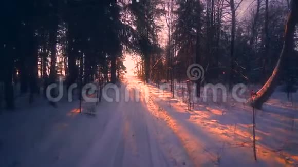 波夫慢慢地走过一条被冬林环绕的乡间小路美丽的日落视频的预览图