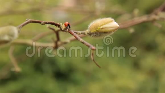 白玉兰春天的枝条和花蕾上爬行的瓢虫视频的预览图