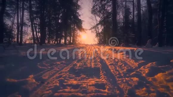 波夫慢慢地走过一条被冬林环绕的乡间小路美丽的日落视频的预览图