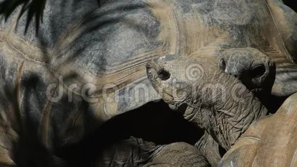 一只加拉帕戈斯龟咬人视频的预览图