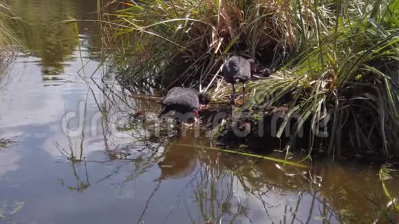 澳大利亚父母的沼泽把食物带到巢穴视频的预览图