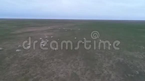 无人机的录像西贡穿过草原视频的预览图