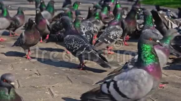 公园里成群的城市鸽子慢动作的特写镜头视频的预览图