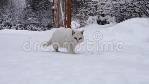 白色无家可归的猫在俄罗斯村庄的一条雪道上行走车上有铁轨视频的预览图