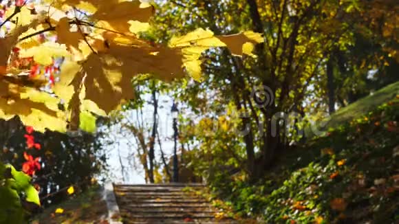 晴朗的秋天在公园里黄叶和楼梯视频的预览图