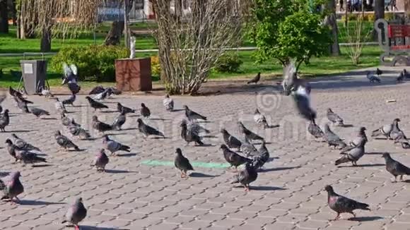 一群鸽子在公园人行道上漫步视频的预览图