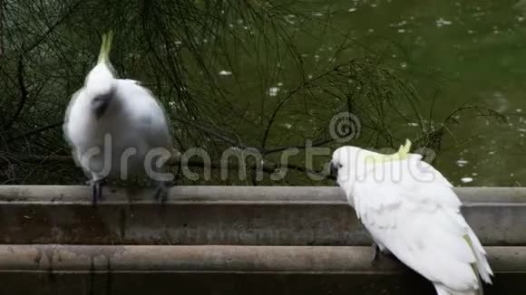 硫磺冠冠鹦鹉喂婴儿视频的预览图