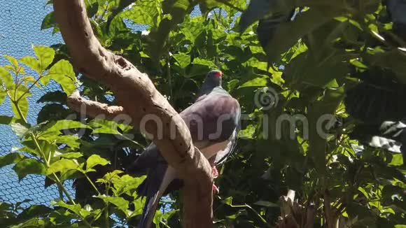 新西兰木鸽坐在树枝上视频的预览图