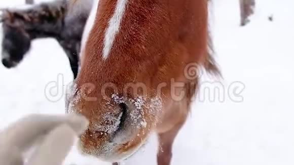 女孩在冬天的森林里抚摸马小马看着摄像机关上视频的预览图