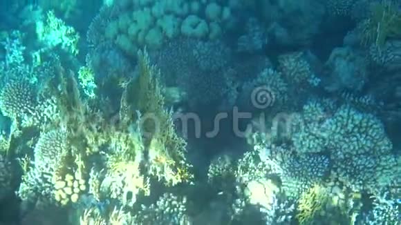 珊瑚礁热带鱼类温暖的海洋和清澈的水水下世界潜水和嗅探珊瑚礁和珊瑚礁视频的预览图