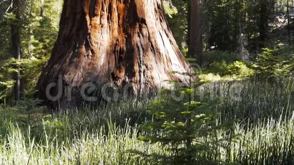 杜莉拍摄的红杉幼苗视频的预览图