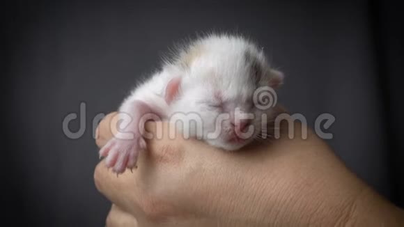 白色新生小猫在女人手中视频的预览图