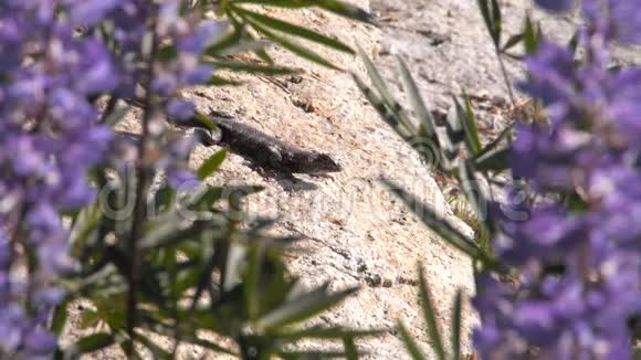 塞拉栅栏蜥蜴自己晒太阳视频的预览图