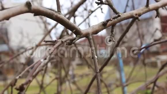 园艺师用割枝修剪四月的苹果树枝视频的预览图