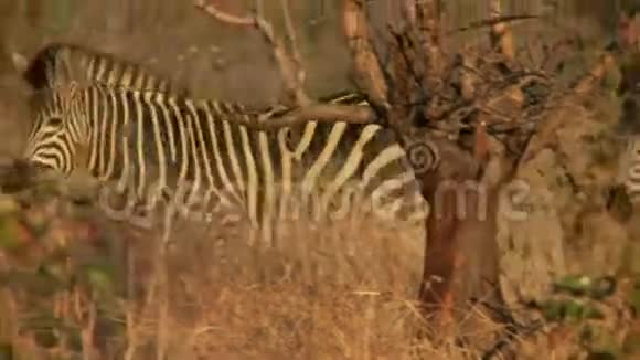 斑马在树后面视频的预览图