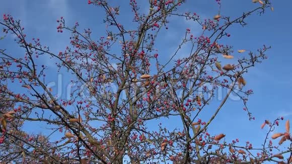 秋天树枝上的小红苹果视频的预览图