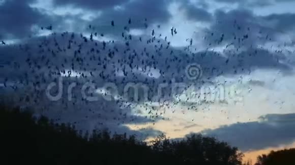 乌鸦在天空中飞翔视频的预览图