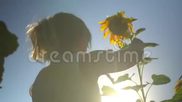 美丽快乐的金发女郎抚摸并嗅着向日葵的田野视频的预览图