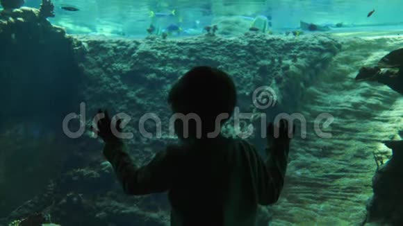 海底世界一个黑黑的孩子靠近一个大的水下鱼缸里面有干净的水中的鱼视频的预览图