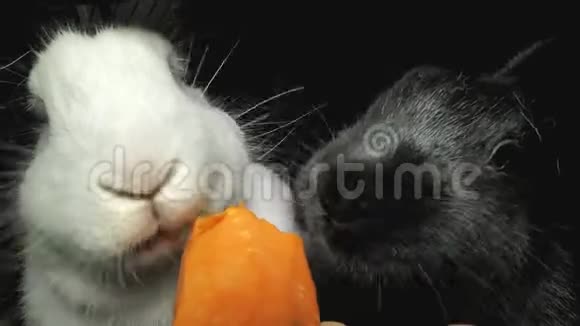 黑白兔子吃胡萝卜视频的预览图