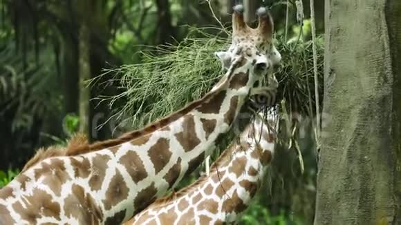 长颈鹿在动物园吃草视频的预览图