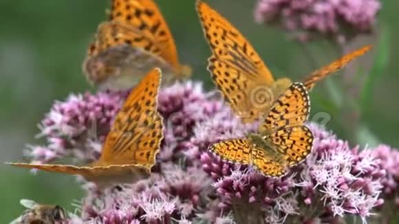 蝴蝶飞舞蝴蝶在大自然的花朵上飞舞有昆虫的花园景色视频的预览图