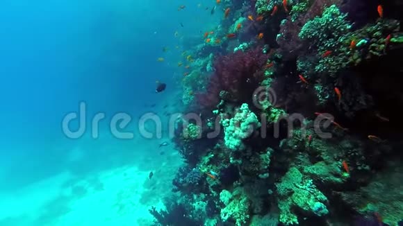 水下世界珊瑚和热带鱼视频的预览图