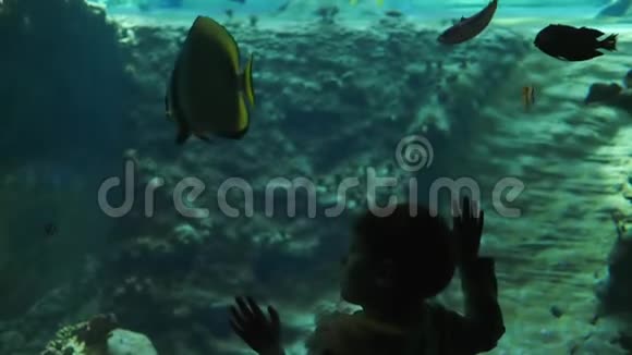 海洋馆大型水族馆附近儿童剪影海洋公园有鱼视频的预览图
