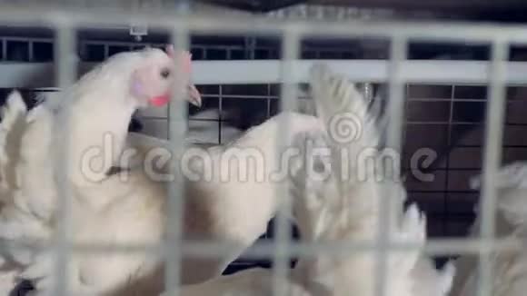 一只母鸡在笼子里穿过其他母鸡视频的预览图
