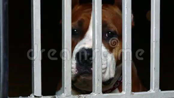 斯塔福德郡的猎犬在动物收容所里悲伤视频的预览图