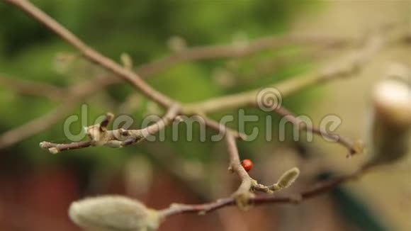 早春的时候带有黑点的瓢虫很快就会穿过木兰树的枝条视频的预览图