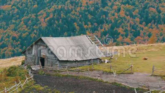 秋天在风景如画的喀尔巴阡山背景下为牛建造的废弃的旧木房子视频的预览图
