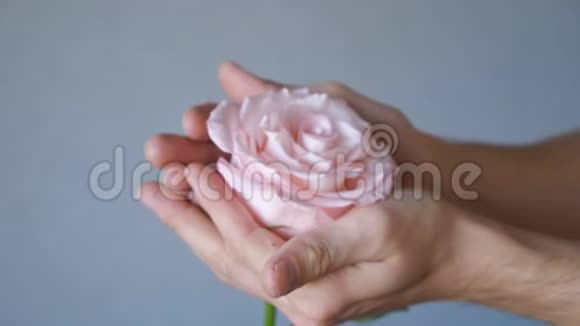 女人手中的粉色玫瑰灰色背景视频的预览图