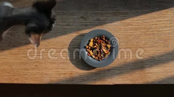 猫走近盘子拿食物特写视频的预览图