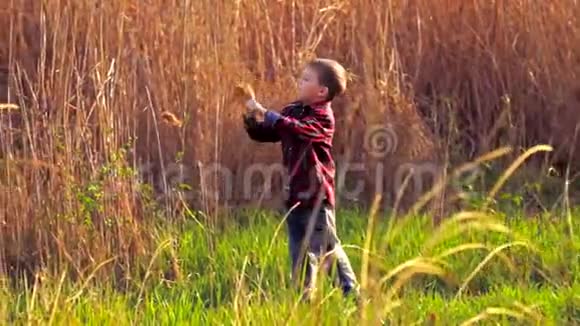 小男孩在玩高大的芦苇和草视频的预览图